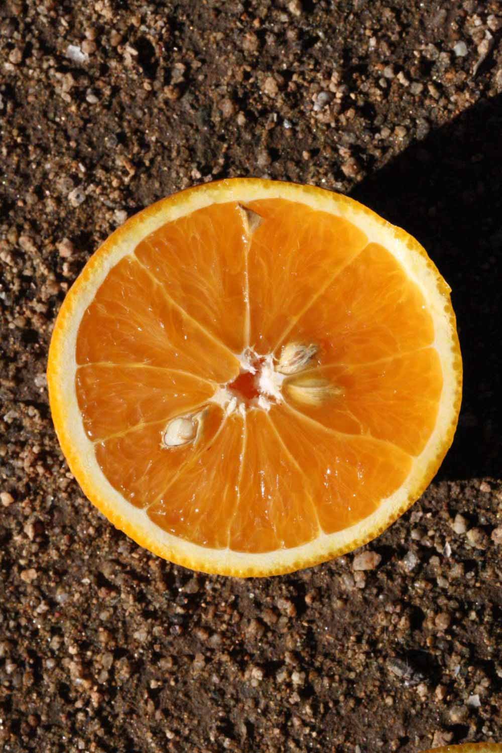            Fruit cross-section (Fuzzy, Riverside, CA)   